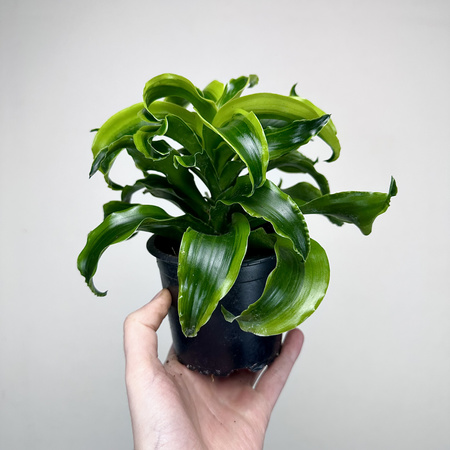 Dracaena fragrans Tornado Dracena P11