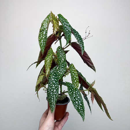 Begonia Double Dot P9