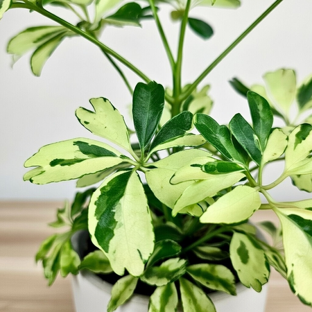 Schefflera Janine Szeflera P9