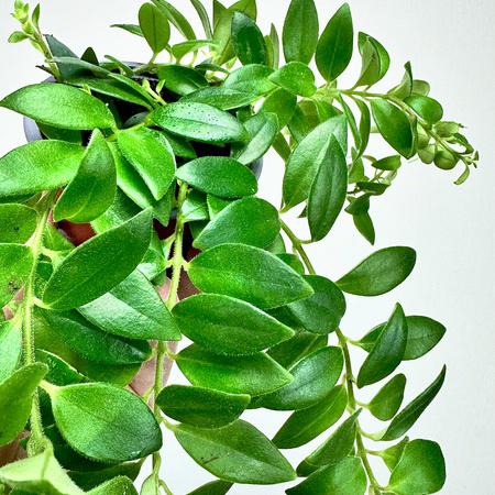 Aeschynanthus Caroline Eszynanthus P9