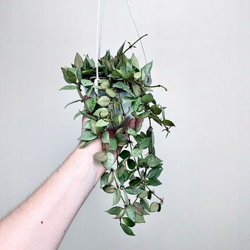 Hoya krohniana Eskimo Hoja P15 wisząca