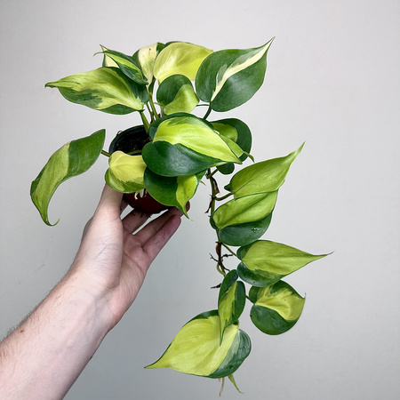 Philodendron Scandens Brasil Filodendron P9