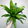 Asplenium Antiquum Paproć Zanokcica