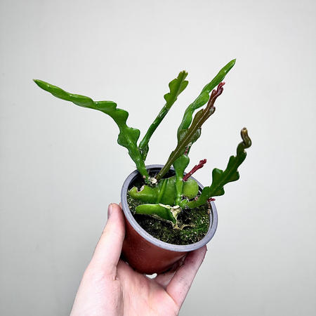 Epiphyllum anguliger Kaktus Zygzak