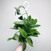 Monstera Karstenianum Epipremnum Marble Planet P17 wisząca