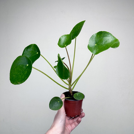 Pilea Peperomioides Pieniążek P9