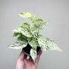 Epipremnum aureum Snow Queen P9