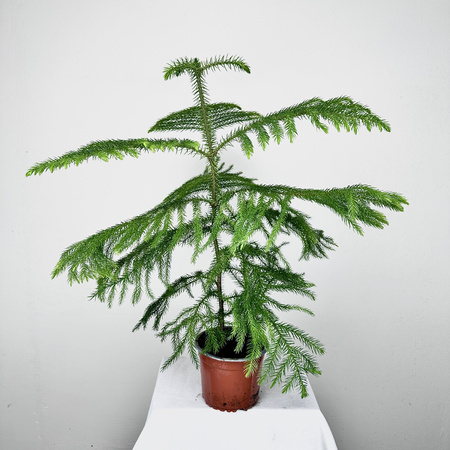 Araukaria Araucaria XXL