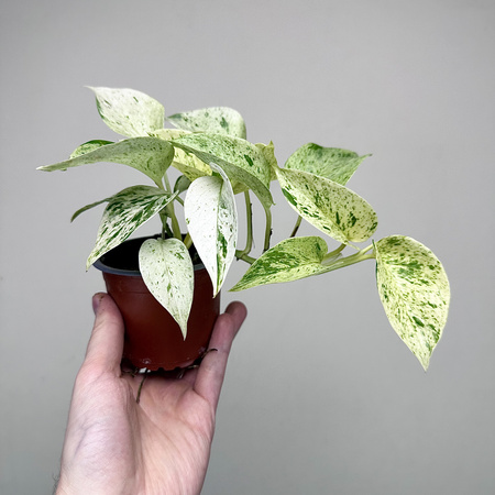 Epipremnum aureum Snow Queen P9