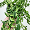Aeschynanthus Twister Eszynanthus P9