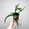 Disocactus quetzaltecus P9