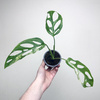 Monstera Indonesian Marble Variegata P9