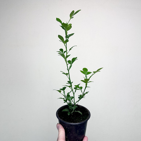 Pomarańcza trójlistkowa Poncirus trifoliata Poncyria