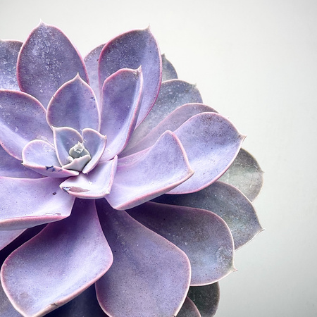 Echeveria Metallica Eszeweria