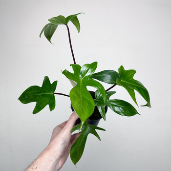 Philodendron Florida Beauty Green Filodendron P11