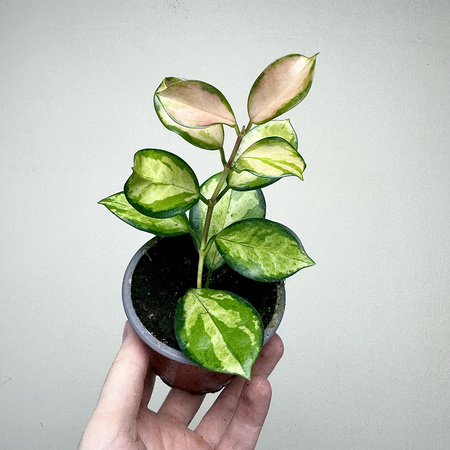 Hoya Australis Lisa Hoja P9
