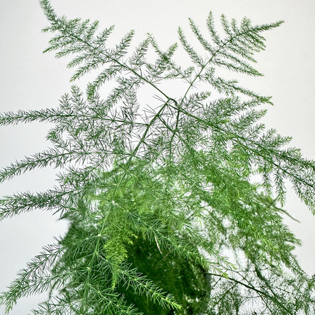 Asparagus Plumosus Nanus Szparag Pierzasty P12