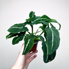 Syngonium Wendlandii Green Velvet Zroślicha P9