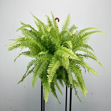 Paproć Nephrolepis Boston Blonde Nefrolepis wyniosły P17 wisząca