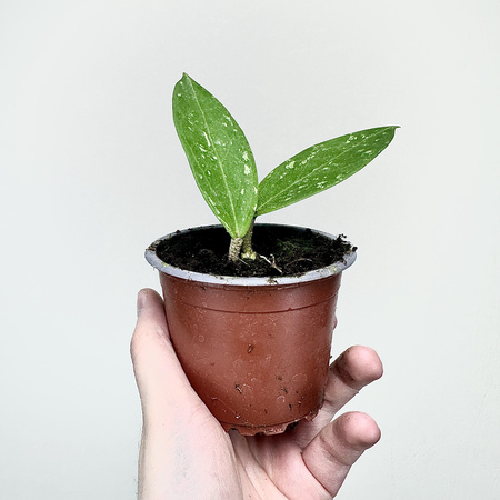 Hoya verticillata Hoja P9