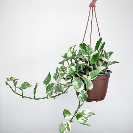 Epipremnum Pearls and Jade | White Panther P17 wisząca