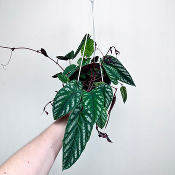 Cissus discolor P17 wisząca