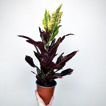 Kroton Excellent Codiaeum P14