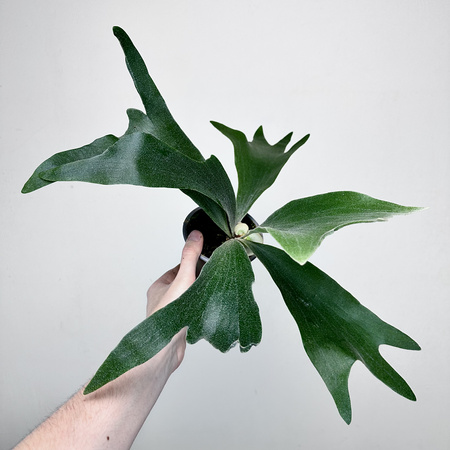 Platycerium Alcicorne Łosie Rogi