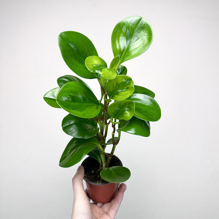 Peperomia obtusifolia Lemon Lime Peperomia tępolistna P9