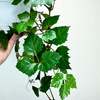 Cissus rombolistny P17 wisząca