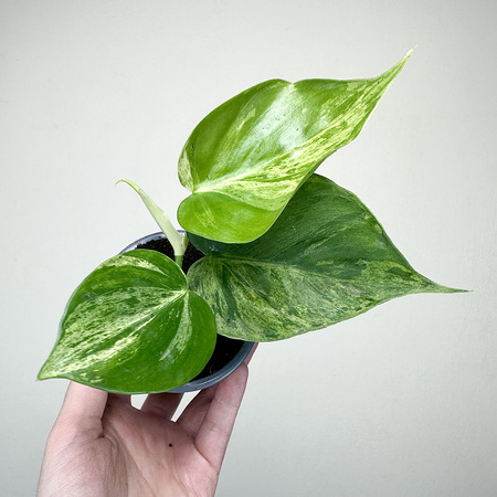 Philodendron hederaceum Oxycardium Variegata Filodendron P9