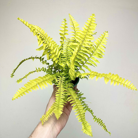 Paproć Nephrolepis Boston Blonde Nefrolepis wyniosły P9