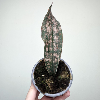 Sansevieria Star Canyon Granite Sansewieria P9