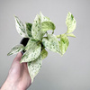 Epipremnum aureum Snow Queen P9