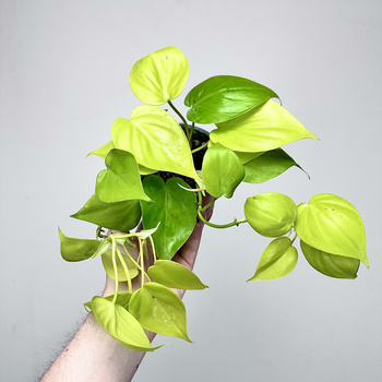 Philodendron Lemon Lime Filodendron P12