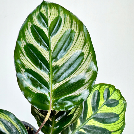 Calathea Makoyana Kalatea Makoya P9