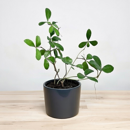 Cissus digitata Cissus palczasty