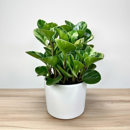 Peperomia obtusifolia Marble Variegata P17