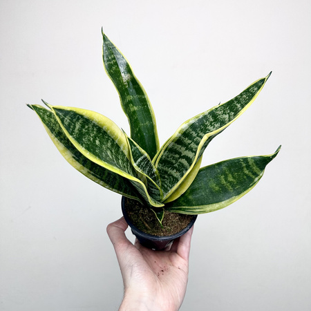 Sansevieria Futura Superba Sansewieria P12