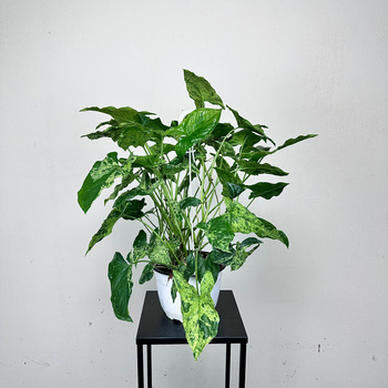 Syngonium Mottled Mojito Zroślicha P19 wisząca