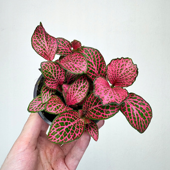 Fittonia Fitonia różowa