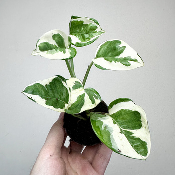 Epipremnum N'Joy P6