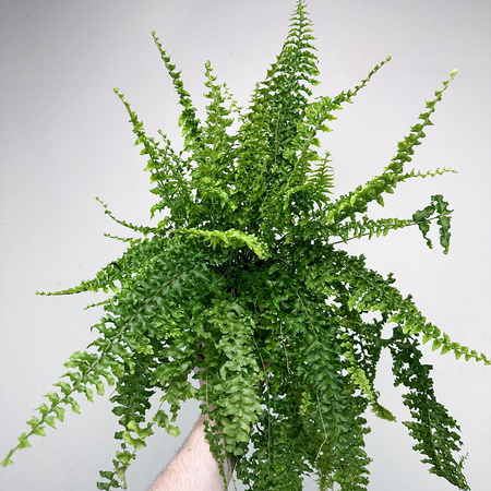 Paproć Królewska Nephrolepis P12