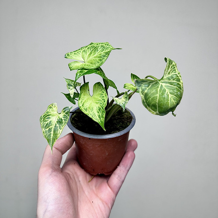 Syngonium Batik Zroślicha P9