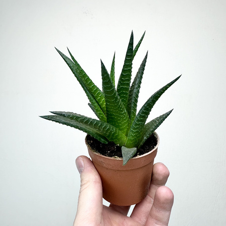 Haworthia Haworsja