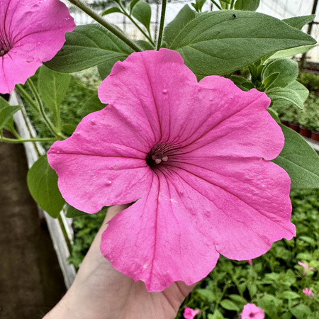 Supertunia Vista Bubblegum