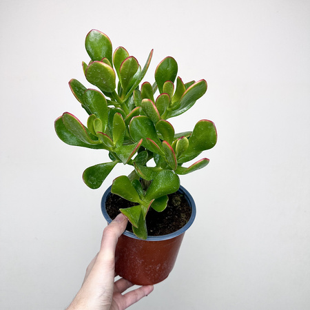 Crassula ovata Sunset Grubosz Drzewko Szczęścia P14