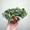 Fittonia Fitonia biało-zielona