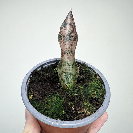 Sansevieria Star Canyon Granite Sansewieria P9