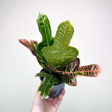 Kroton Excellent Codiaeum P11